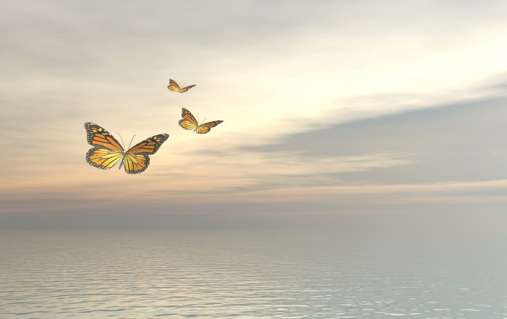 nonarch butterfly